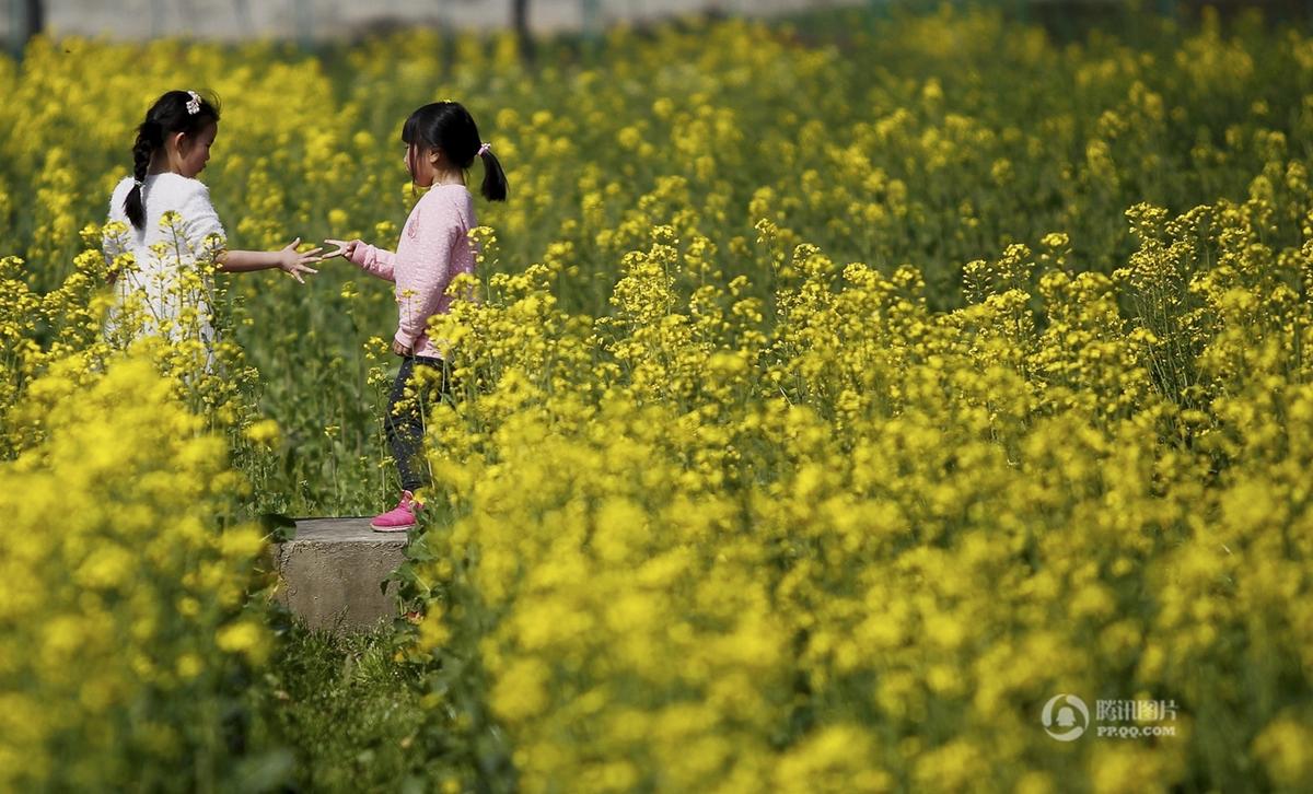 光叶紫花苕高产栽培技术