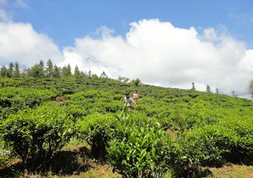 杂交水稻制种叶面喷施“富乐硼”增产效果显著